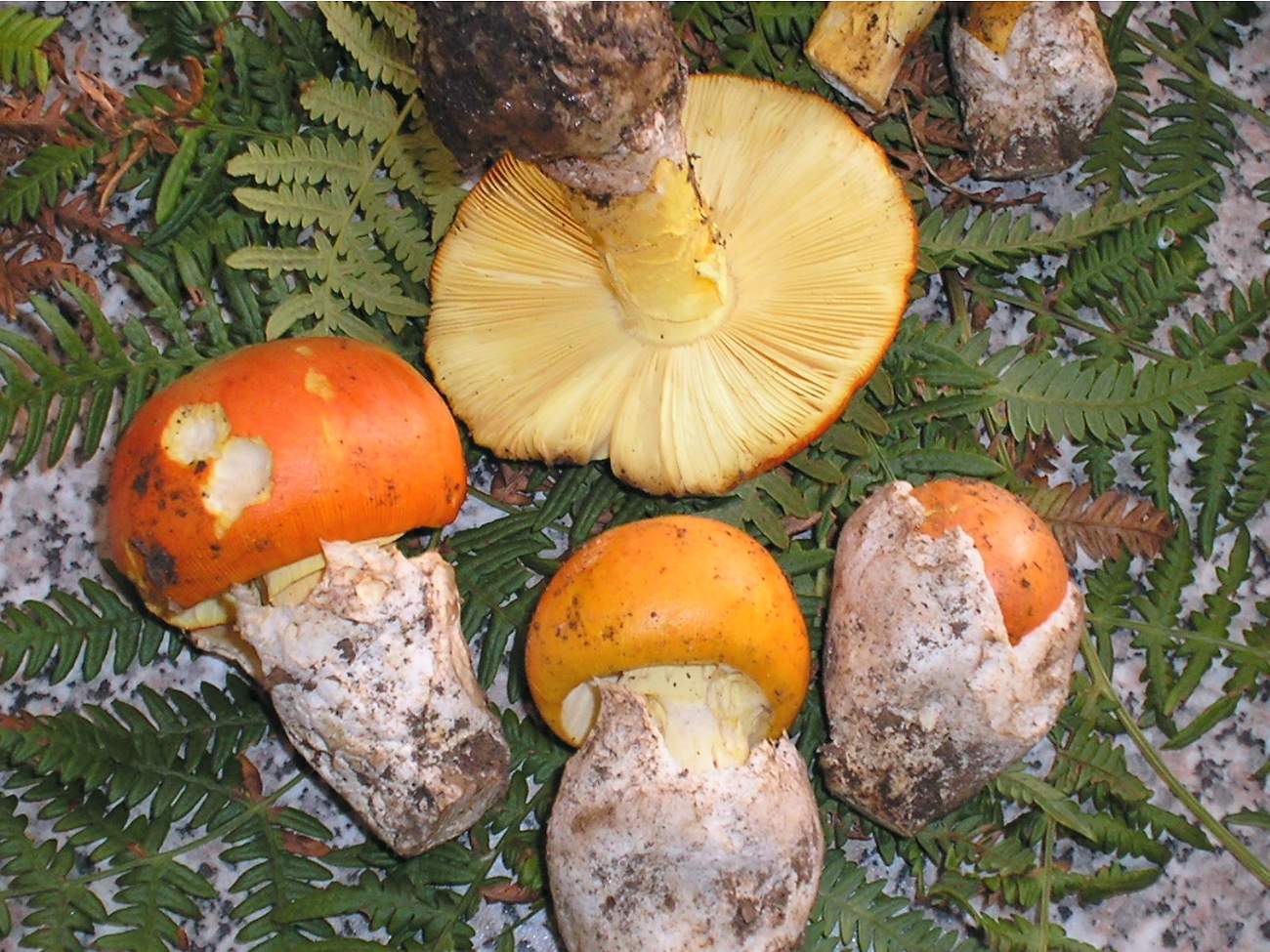 Amanita caesarea .